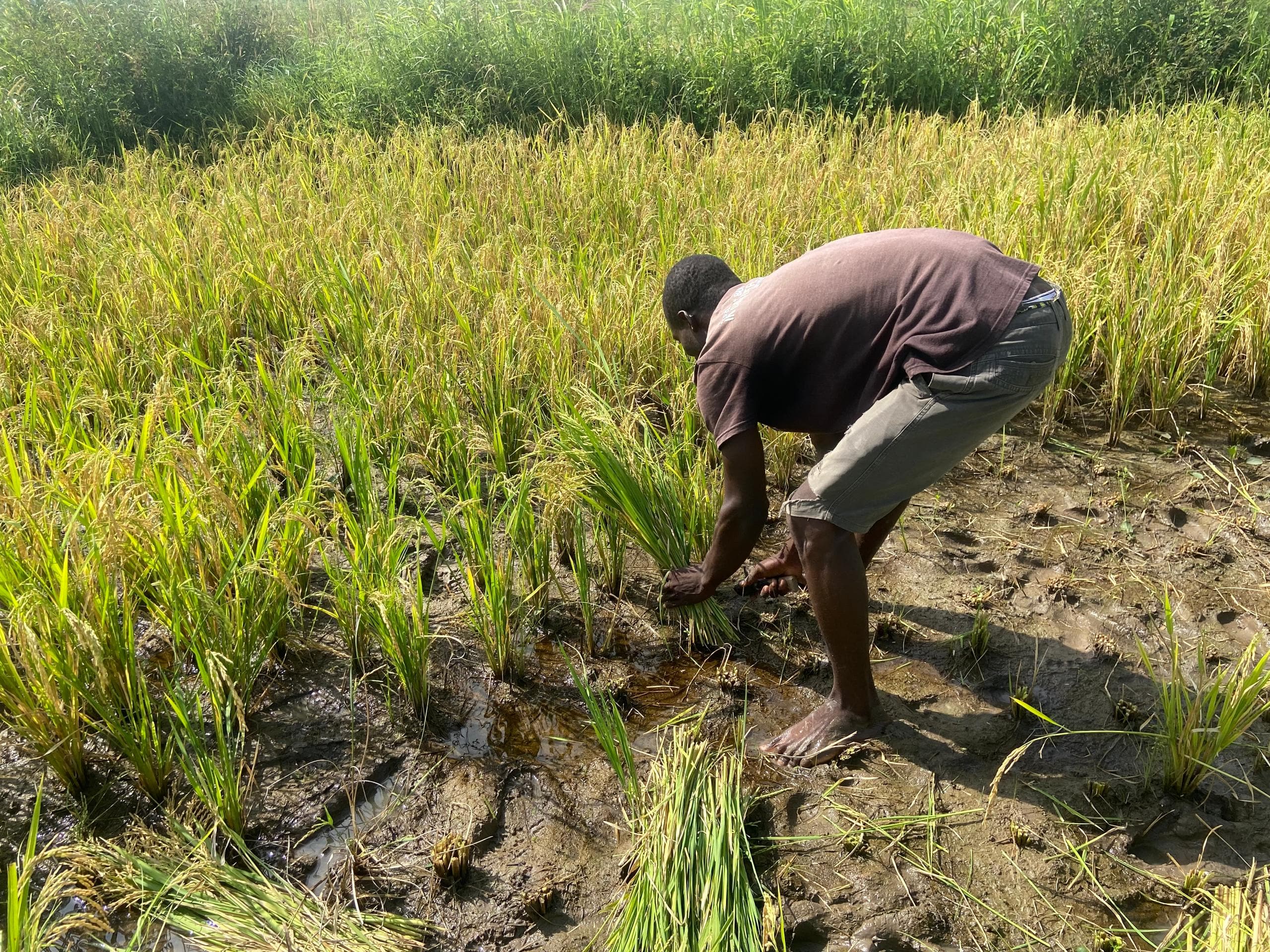 Visually Impaired Farmer Harvests 10 Bags of Rice, Says Disability Is No Excuse for Dependency